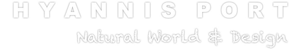Hyannis Port — Natural World & Design